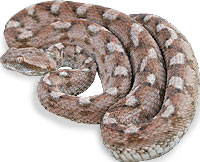 לוכד נחשים: נחשים ארסיים בישראל