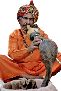 לוכד נחשים: מיתוסים נפוצים בנושא נחשים